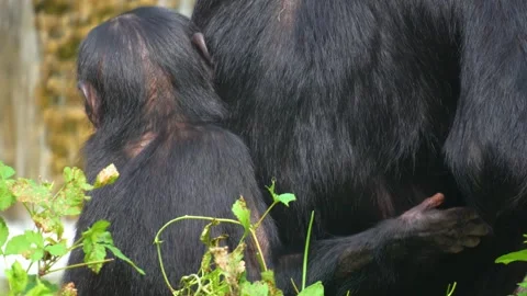 Close view of a young Bonobo Stock Footage 284251942
