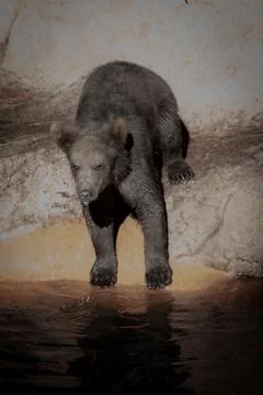 Close-up view of a young brown bear standing on the edge of a pond Stock Photos