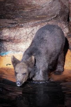 Close up view of a young brown bear about to enter a pond Stock Photos