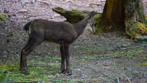 Close up view of young chamois goat  Stock Footage 277531743