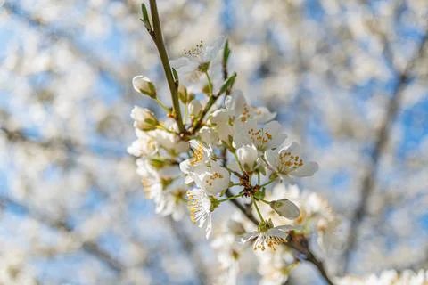 Close-up view of young cherry blossoms against a blurred blue sky, soft pin.. 스톡 사진