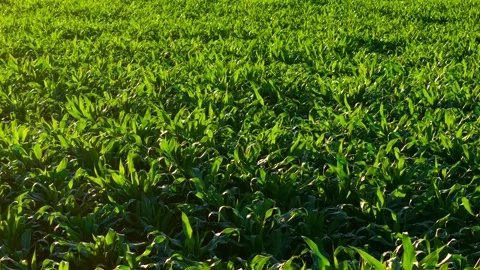 Close view of young corn plants with vibrant green leaves. Fresh maize crop Stock Footage 345714924