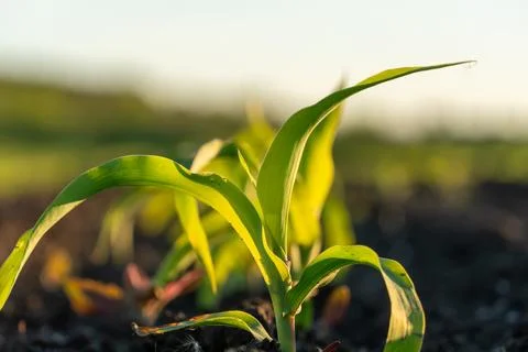 Close View of Young Corn Plants Growing in a Field During Sunset Hours on a.. Foto stock