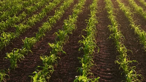 Close-up view of young corn rows growing in rich fertile soil during golden Stock Footage 336969010