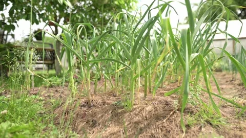 A close-up view of young garlic plants thriving in a well-maintained garden bed Stock Footage 280370199
