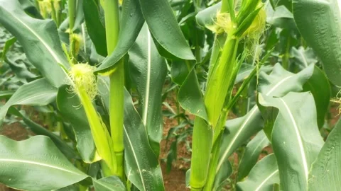 Close Up View of Young Green Corn Cob Growing on Stalk in Farm Field Stock Footage 344971192