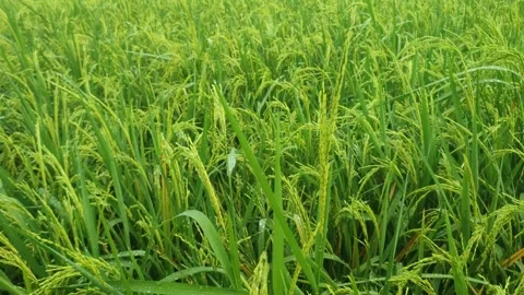 Close-up view of young green rice plants with early grain formation Stock Footage 309788132