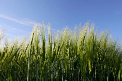 Close up view with young green wheat plants on a wheat grain field. Stock Photos