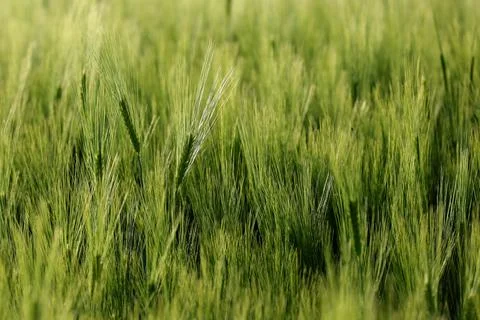 Close up view with young green wheat plants on a wheat grain field. Stock Photos