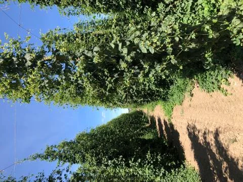 Close up view of young hops growing Stock Photos