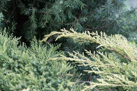 Close-up view of young juniper branches of different varieties. Stock Photos