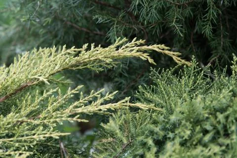 Close-up view of young juniper branches of different varieties. Stock Photos