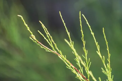 Close-Up View Of Young Juniper Branches Of Different Varieties. Stock Photos