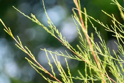 Close-Up View Of Young Juniper Branches Of Different Varieties. Stockfoto's