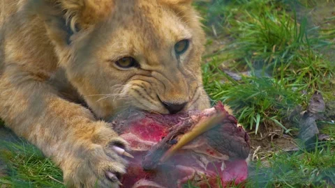 Close up view of young lion Stock Footage 274636544