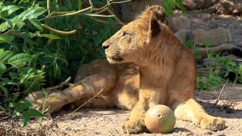 Close up view of young Lion in Tarangire National park Tanzania Stock Footage 306277960