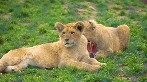 Close up view of young lions  Stock Footage 274636572