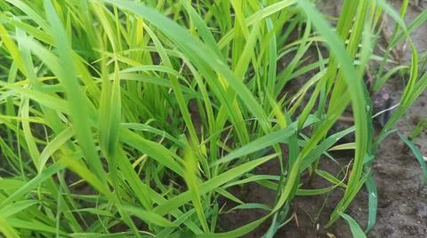 Close Up View of Young Lush Crop Grass Growing on Farm Fotos de archivo