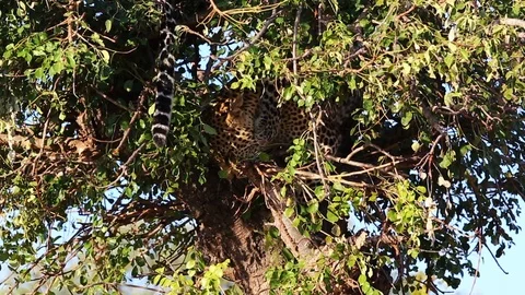 Close view of young male leopard jumping down from a tree in Greater Stock Footage 100225300