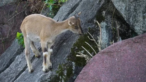 Close view of a young markhor goat  Stock Footage 272740189