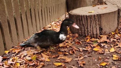 Close view of a young Muscovy Ducks Stock Footage 299653592