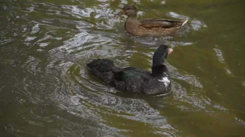 Close view of a young Muscovy Ducks Видео 299990863