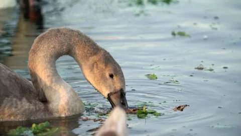 Close-up view: Young mute swan (Cygnus color) eats on the lake Vídeos de archivo 95673996