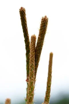 Close view of young pine bud with fresh green needles on soft forest backgr.. Stock Photos