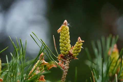 Close view of young pine bud with fresh green needles on soft forest backgr.. Stock Photos