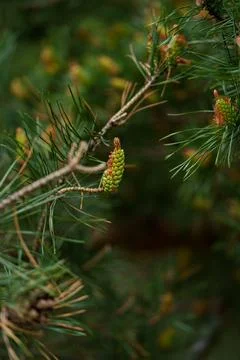 Close view of young pine bud with fresh green needles on soft forest backgr.. Stock Photos