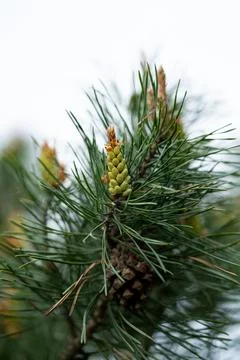 Close view of young pine bud with fresh green needles on soft forest backgr.. Stock Photos