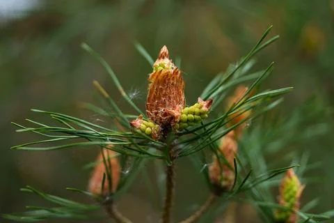 Close view of young pine bud with fresh green needles on soft forest backgr.. Stock Photos