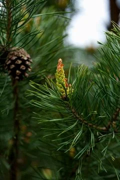 Close view of young pine bud with fresh green needles on soft forest backgr.. Stock Photos