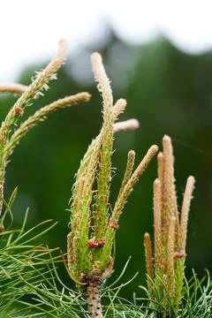Close view of young pine bud with fresh green needles on soft forest backgr.. Stock Photos