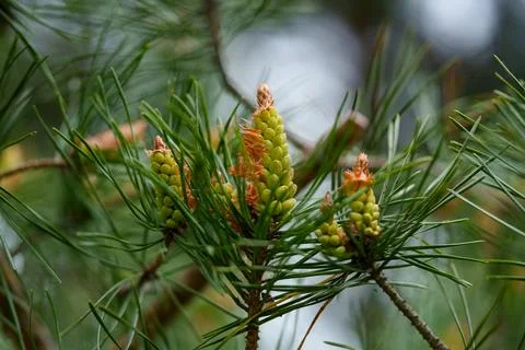 Close view of young pine bud with fresh green needles on soft forest backgr.. Stock Photos