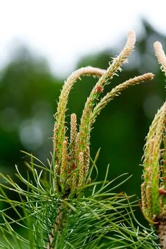 Close view of young pine bud with fresh green needles on soft forest Stock Photos