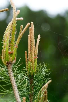 Close view of young pine bud with fresh green needles on soft forest Stock Photos