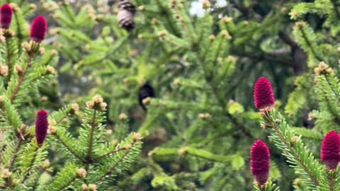 Close-up view of young red cones on a spruce tree in a spring garden Video stock 310430453