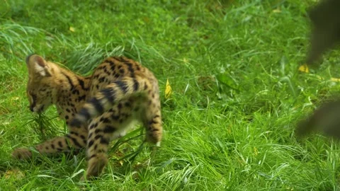 Close view of a young Serval cat Stock Footage 268756772
