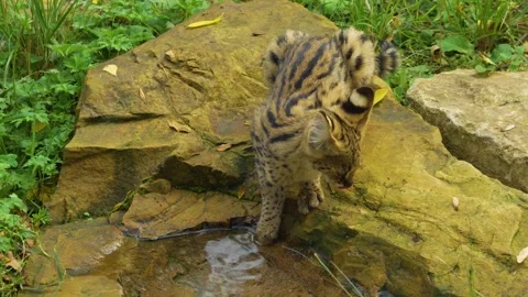 Close view of a young Serval cat Stock Footage 268756905