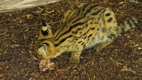 Close view of a young Serval cat Stock Footage 268758746