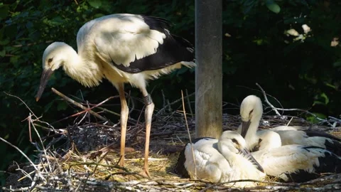 Close up view of young storks in a nest Stock Footage 277229975