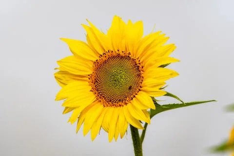 Close-up view of a young sunflower  over cloudy sky Stock Photos