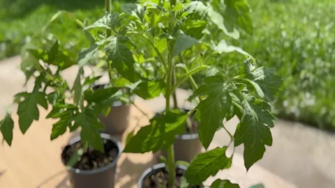 Close up view of young tomato seedlings Stock Footage 242833019