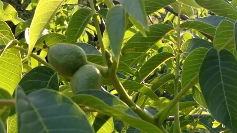 Close-up view of young walnuts growing on tree branches in lush greenery Stock Footage 310596700