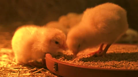 Close-up view of young yellow chicks eating Stock Footage 237249219