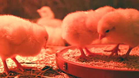 Close-up view of young yellow chicks eating Stock Footage 237249830