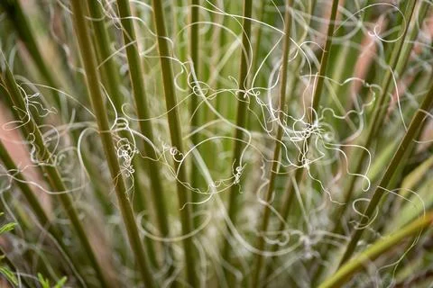 Close up view of yucca threads and leaves Stock Photos