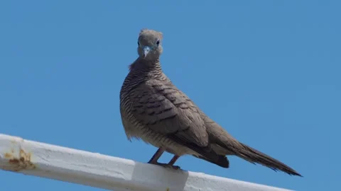 Close up view of zebra dove Stock Footage 311156263