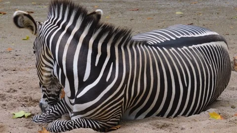 Close view of a zebra Stock Footage 252548506